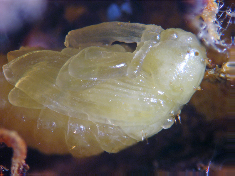 Anthonomus pomorum: ciclo vitale